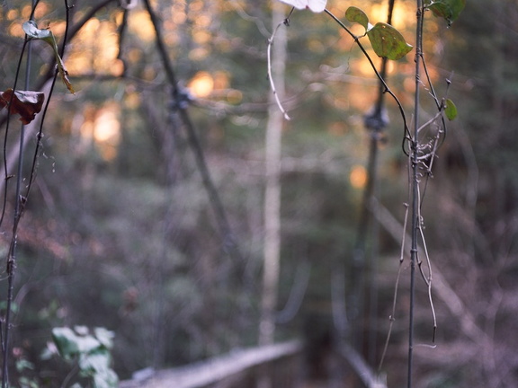 Ice on the Sheltowee Trace